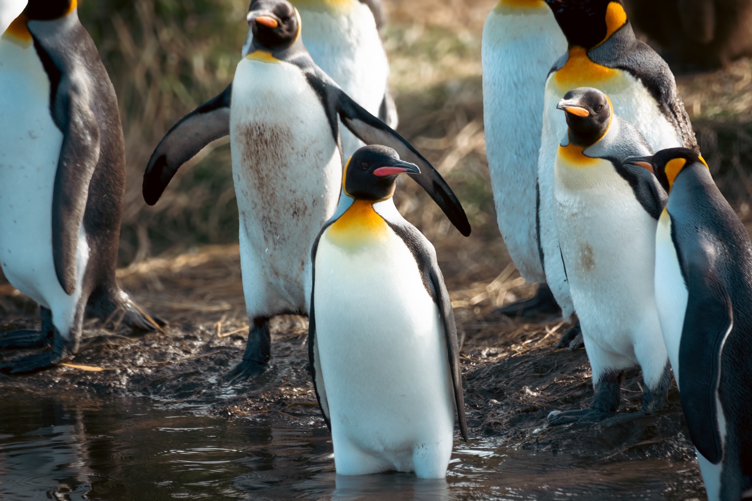Grupo de pingüinos rey junto al agua en Bahía Inútil